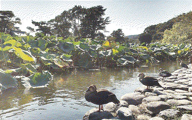 A row of ducks looking out to a pond