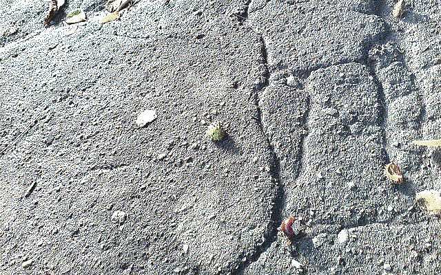 Grey pavement with chestnuts