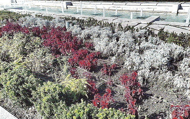 Flowers in front of the National Palace of Culture