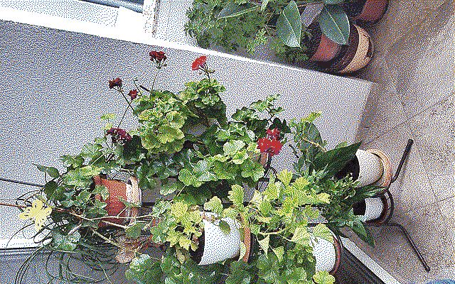 A multi-tier vase platform with geraniums with red blossoms