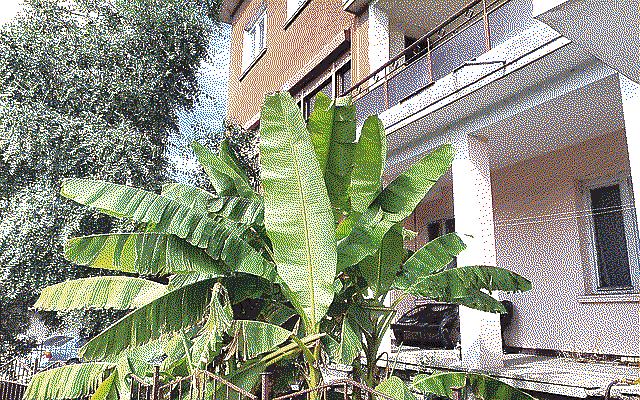 A banana tree