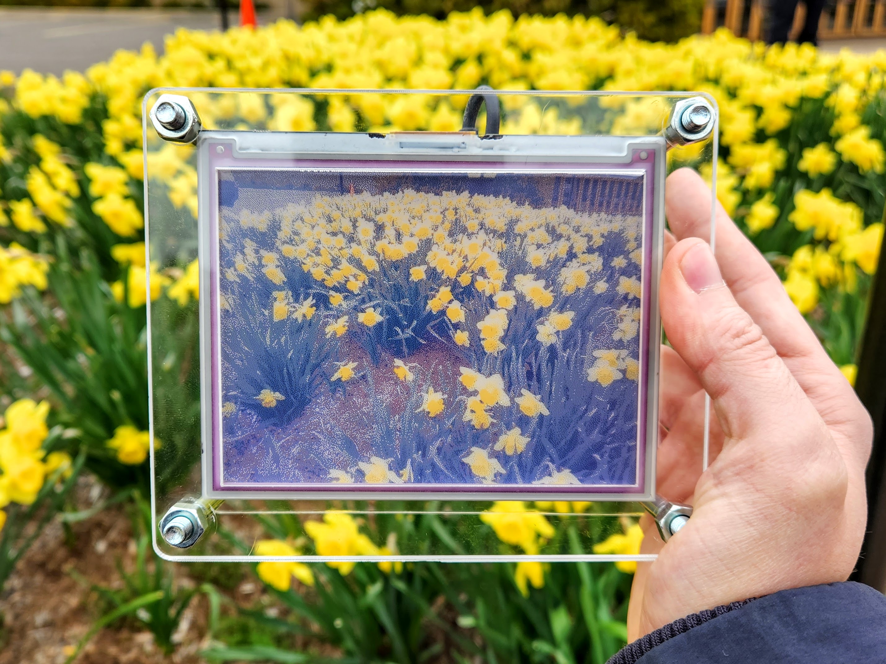 The first eink.cam prototype, which featured a larger display and a big acrylic frame. The photo on the display is a patch of daffodils.