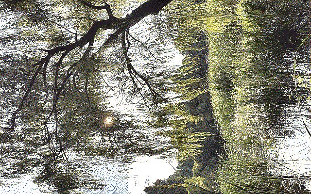 the sun gently peaks behind the leaves of a big tree hovering over a lake